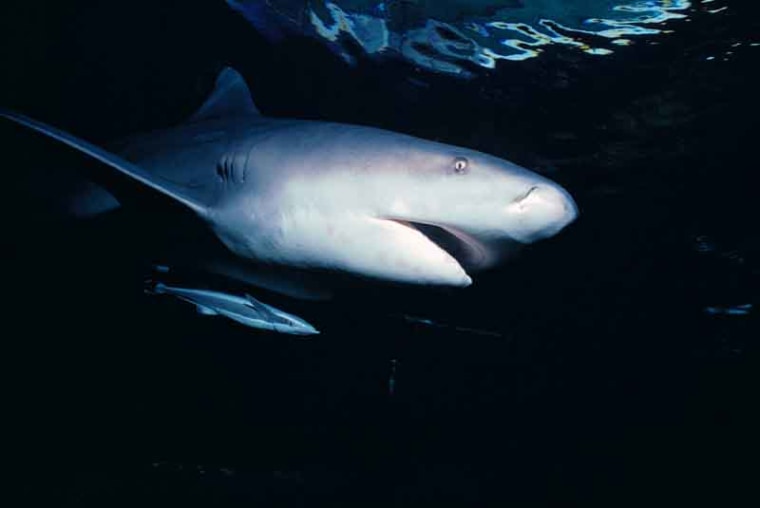 Image: shark